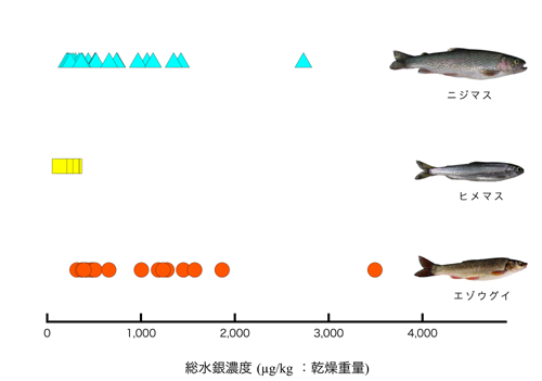 図10　摩周湖に生息する魚類中の総水銀濃度