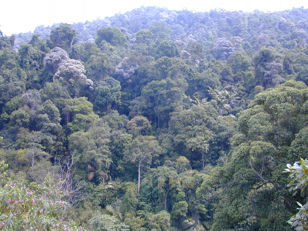 セマンコック保護林
