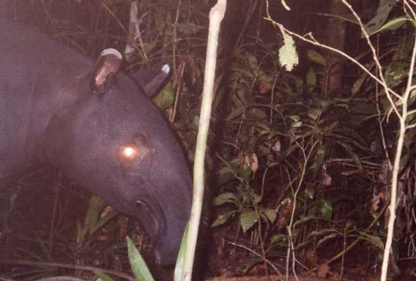 Tapirus indicus マレーバク
