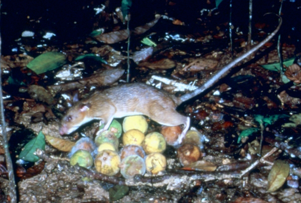 Leopoldamys (Rattus) Sabanus　オナガコミミネズミ