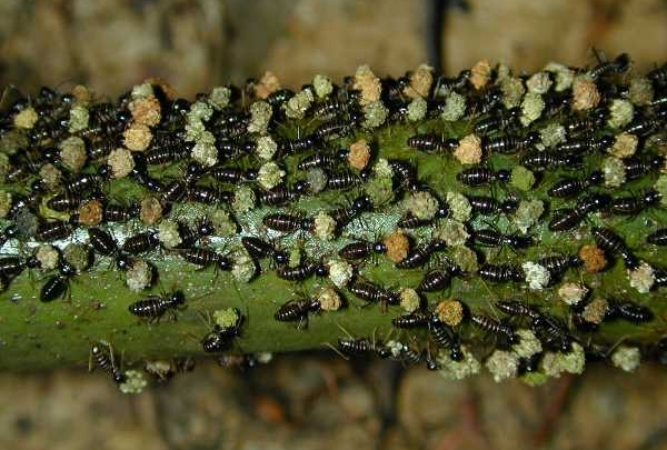 Termite　シロアリ