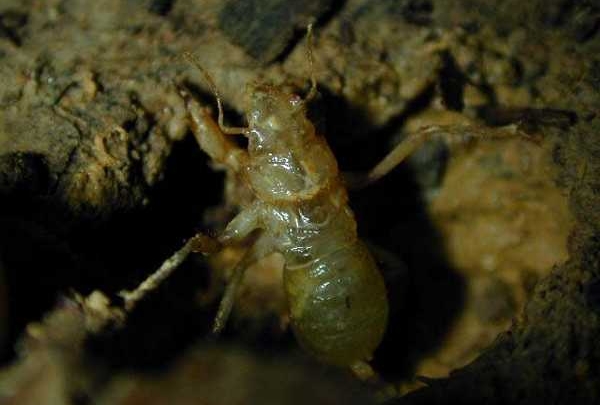 Cicada(larva) セミの幼虫
