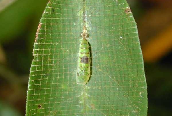 Larva 幼虫