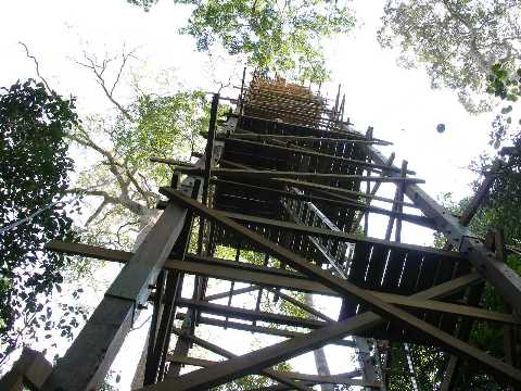 The 40m high wooden tower (3m×3m)