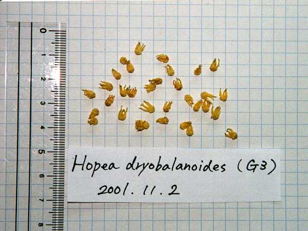 H.dryobalanoides (Hopea属)