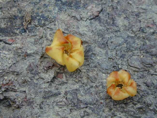 Shorea pauciflora King