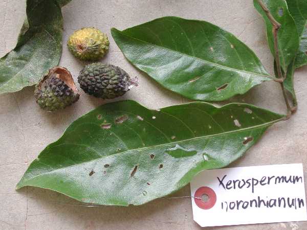 Xerospermum noronhianum Bl.
