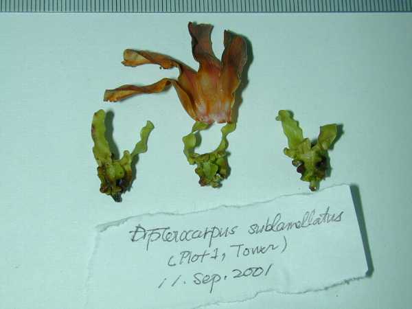 Dipterocarpus sublamellatus
