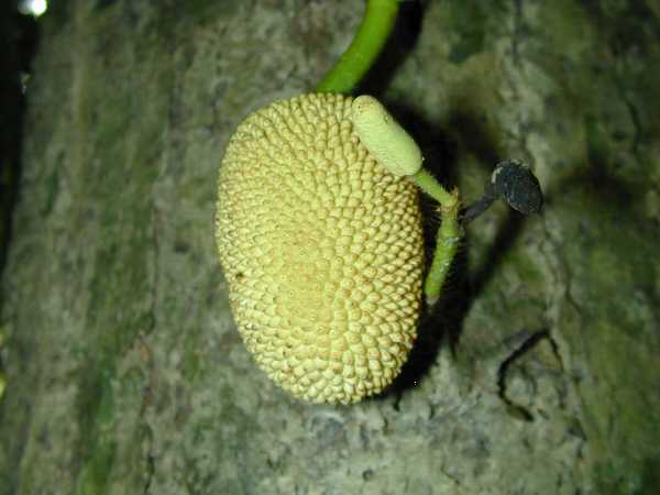 Artocarpus sp