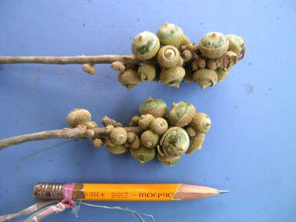 Lithocarpus ewyckii
