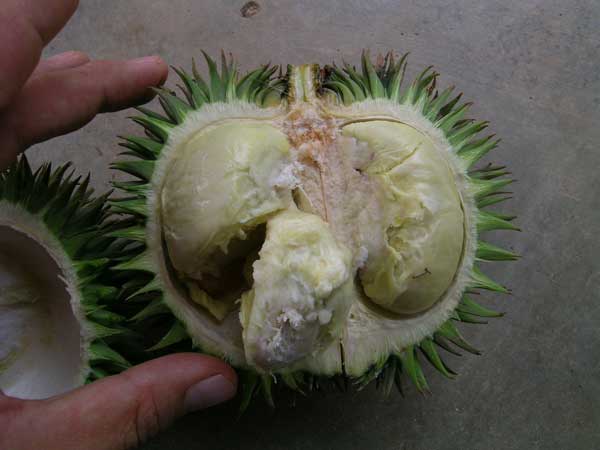 Wild durian