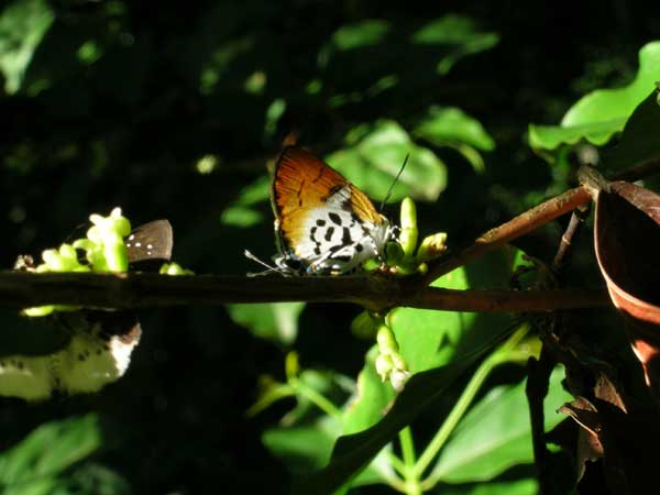 Diplospora malaccensis & butterfly