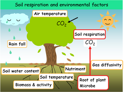 Soil respiration and evironmental factors