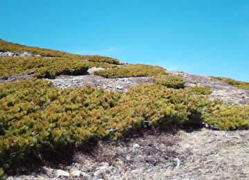 赤石山系丸山（高山植物看板）